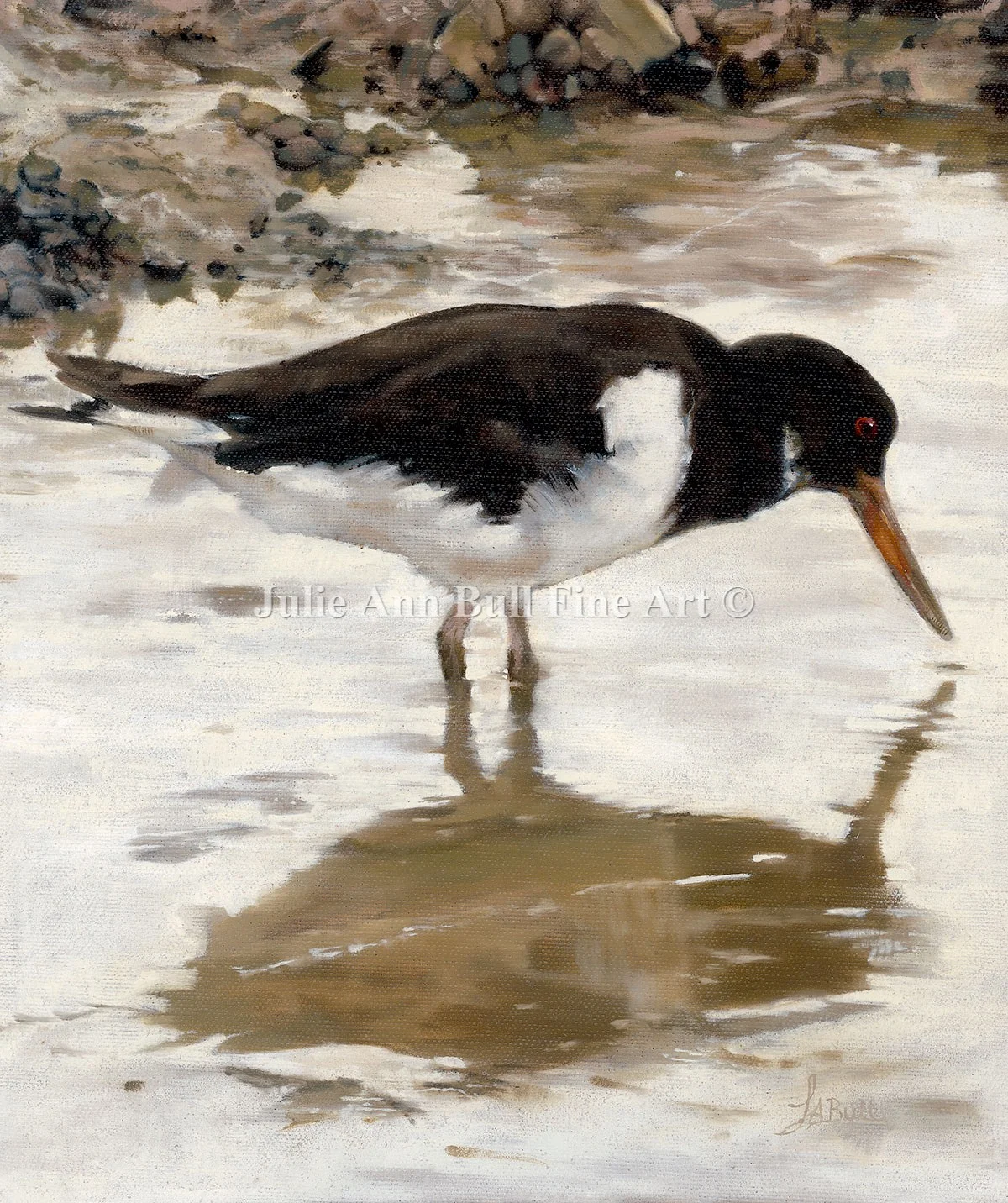 Oyster-Catcher.jpg