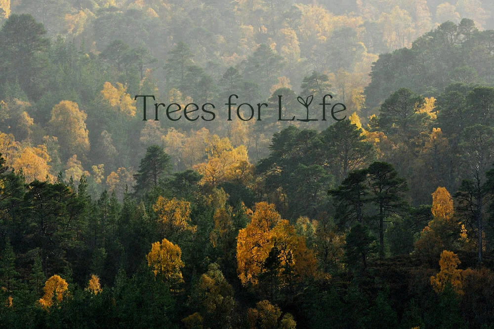Partnership with Trees for Life 