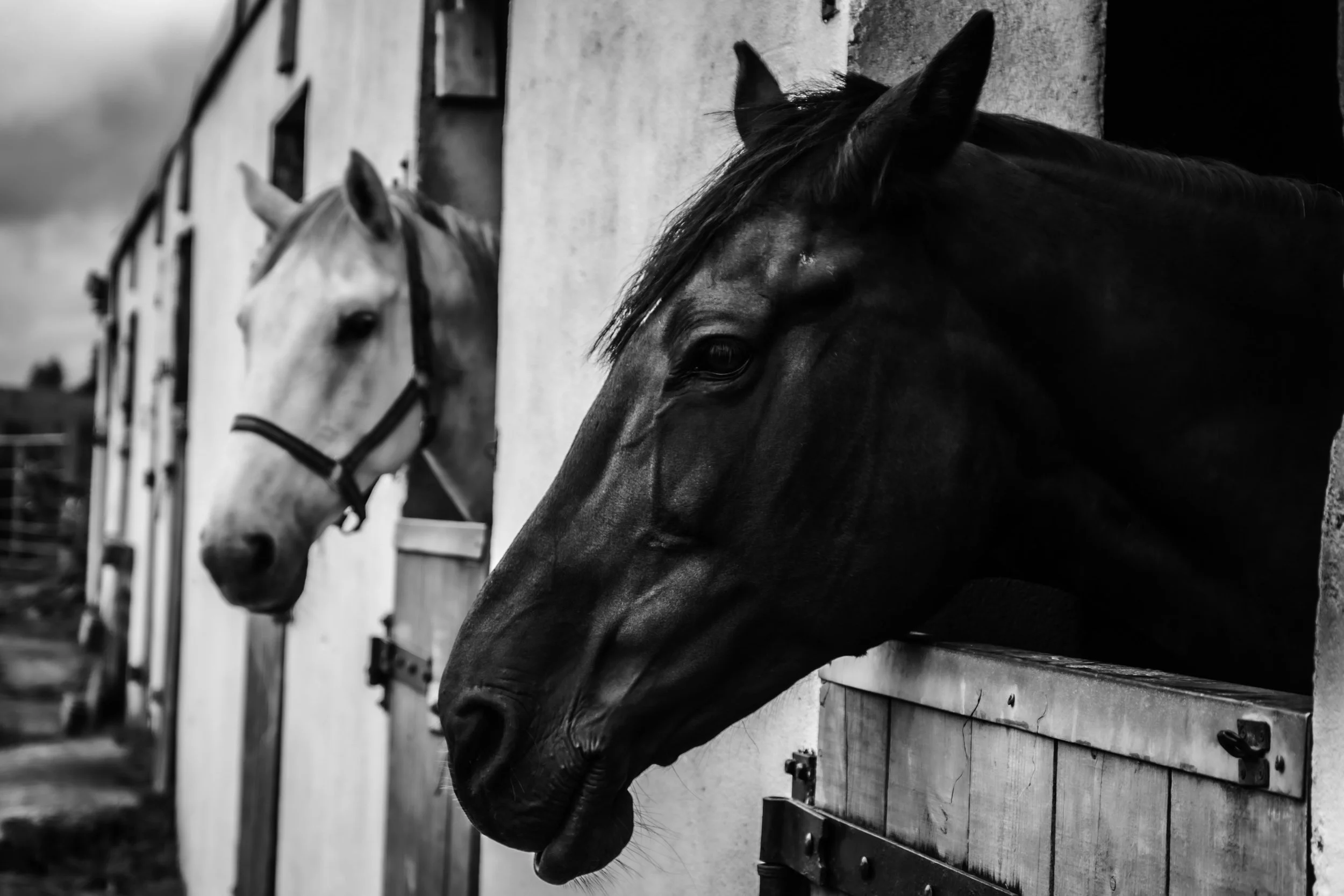 horses-ireland.jpg