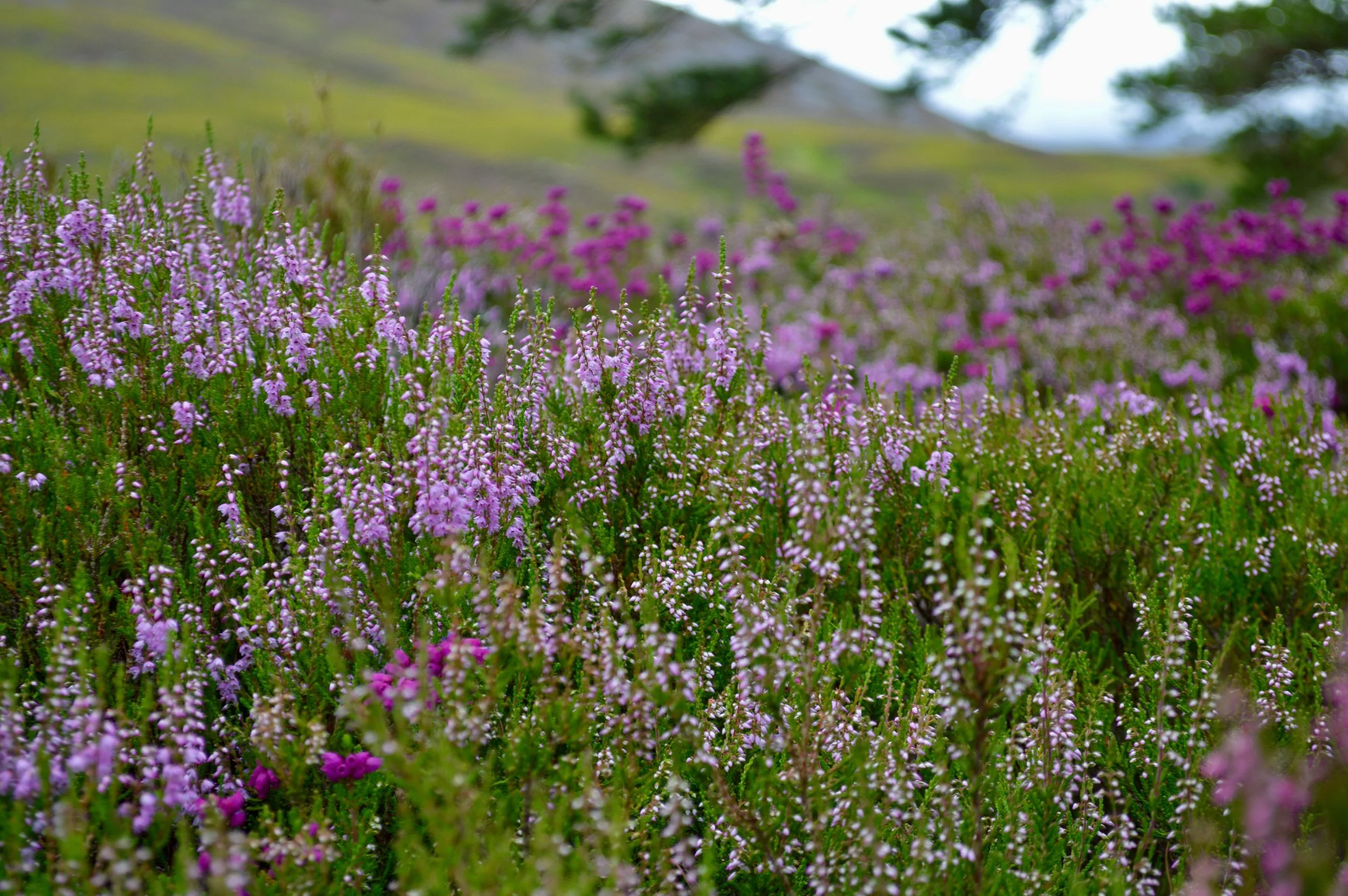 cairngorms-national-park.jpg