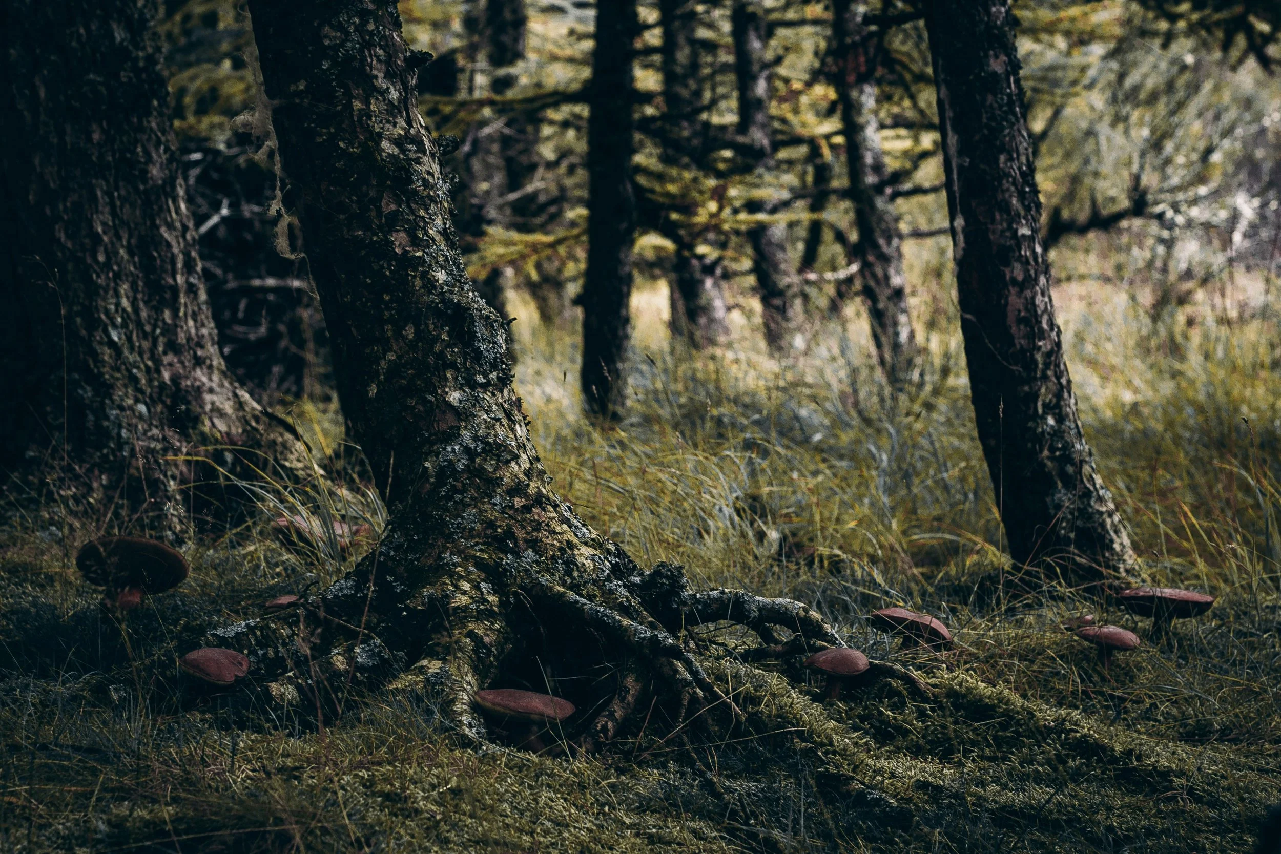 scottish-highland-trees.jpg