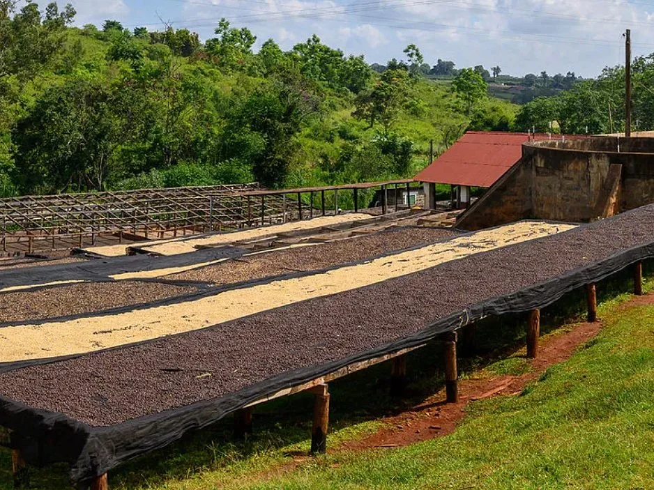 kenya gulmarg estate plantation coffee
