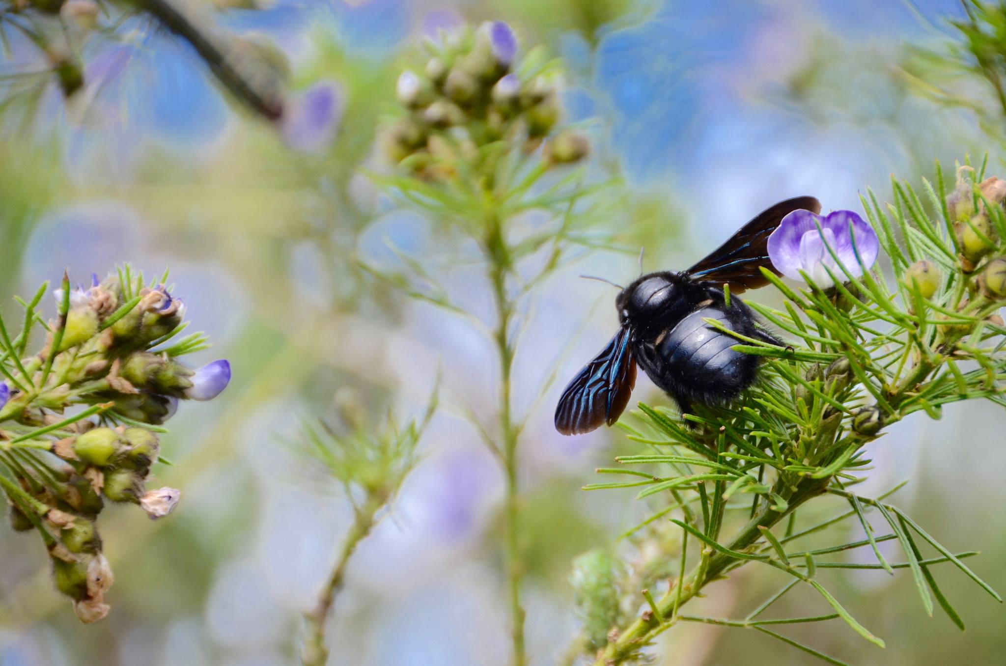 Insect on branch close up.jpg