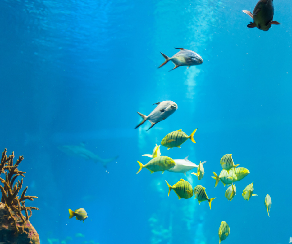 Konkurrencen på #hotelmarkedet: Der er plads til alle i ”det blå ocean” – også de små fisk…..