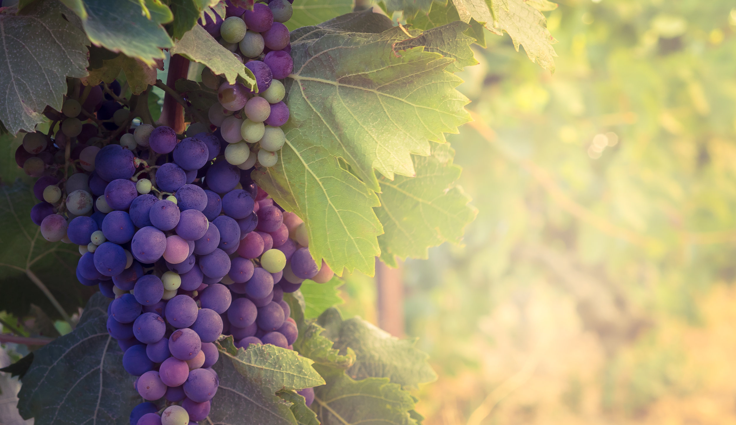 We’re not 100% sure that these are merlot grapes but it’s a nice pic.