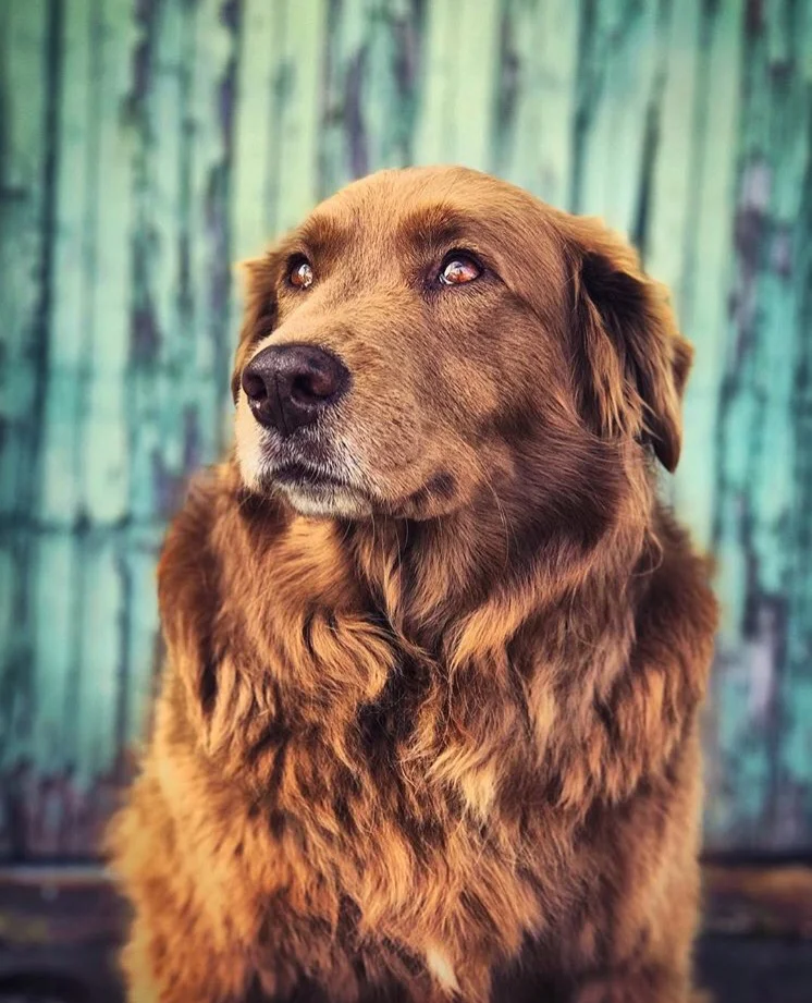 Cocoa the Tour Dog (with 'Stick Figure')