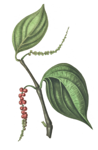 TerpenePrints-pdf (8) (1).png