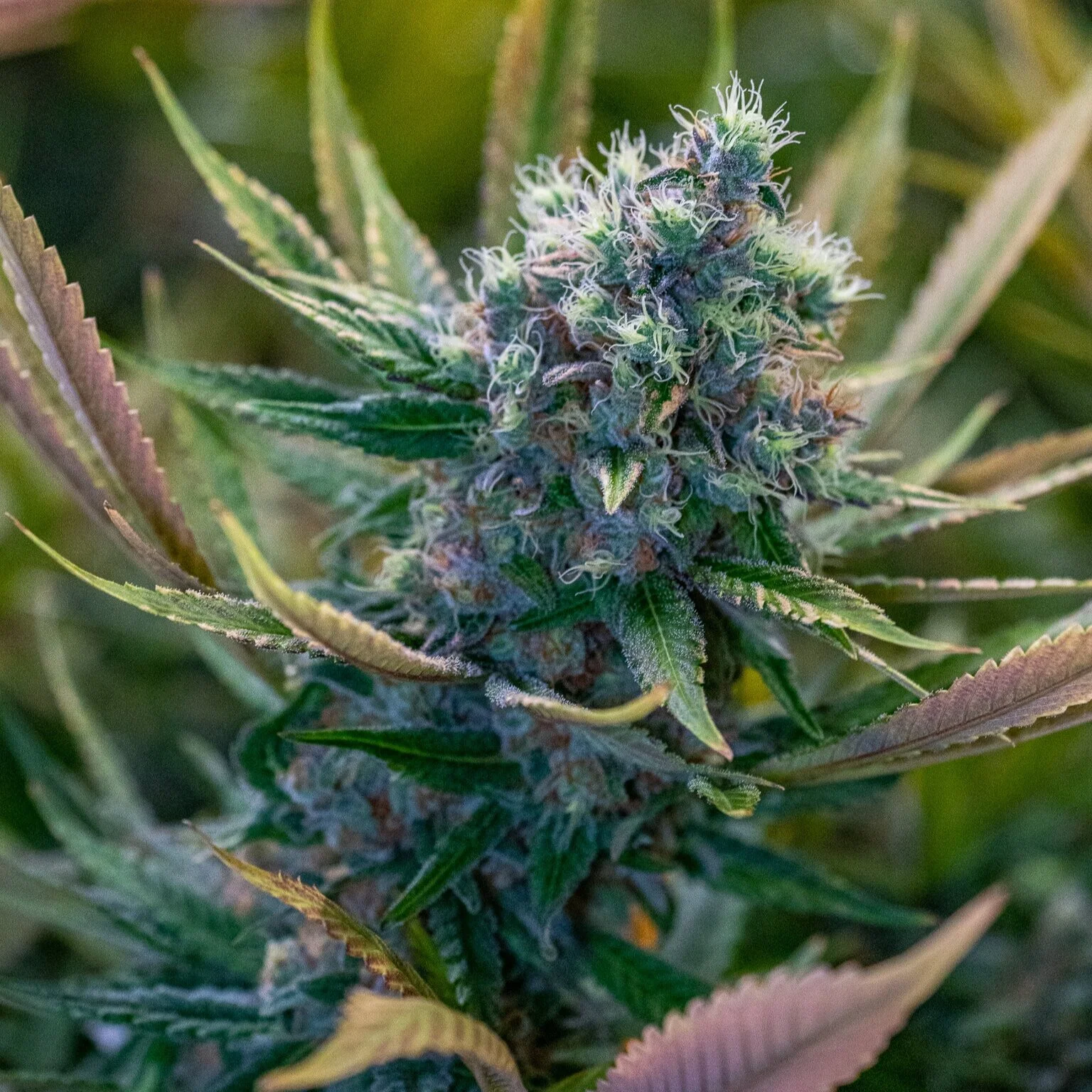 Budshots-10%2729-19.jpg