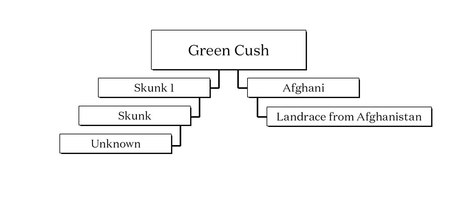 CushLineage.jpg