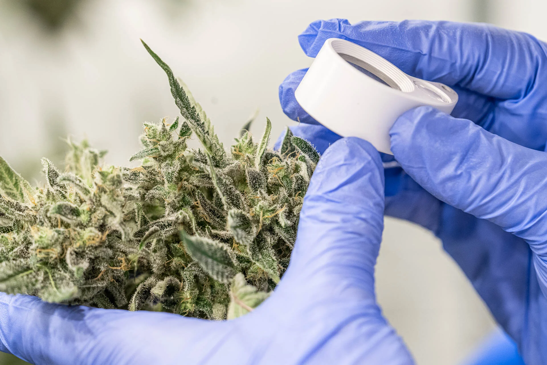 Heightened Senses: A Guide to Quality Cannabis