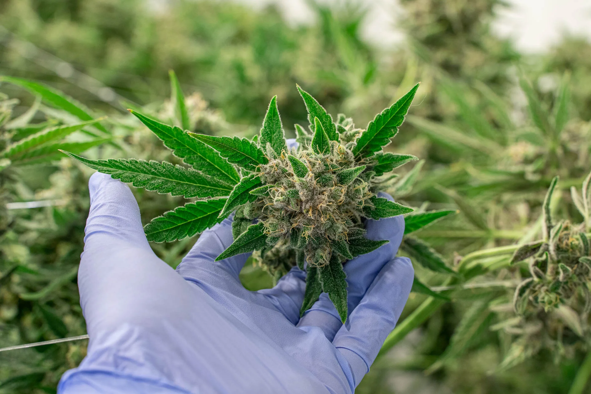 Heightened Senses: A Guide to Quality Cannabis