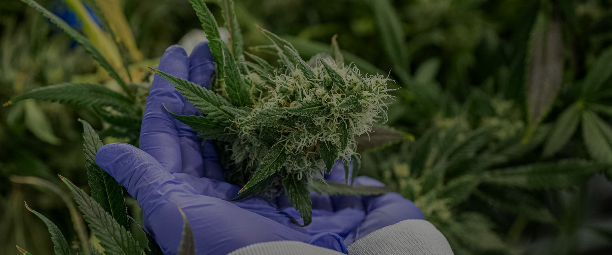 HEIGHTENED SENSES_ Part 2  - Touch.png