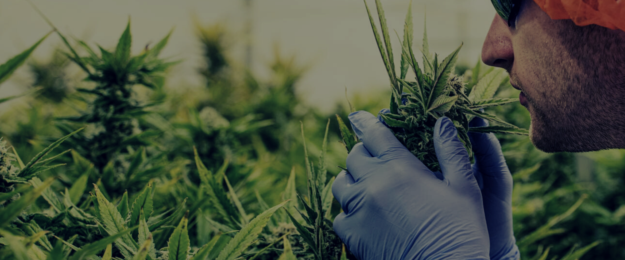 HEIGHTENED SENSES_ Part 3  - Aroma.png