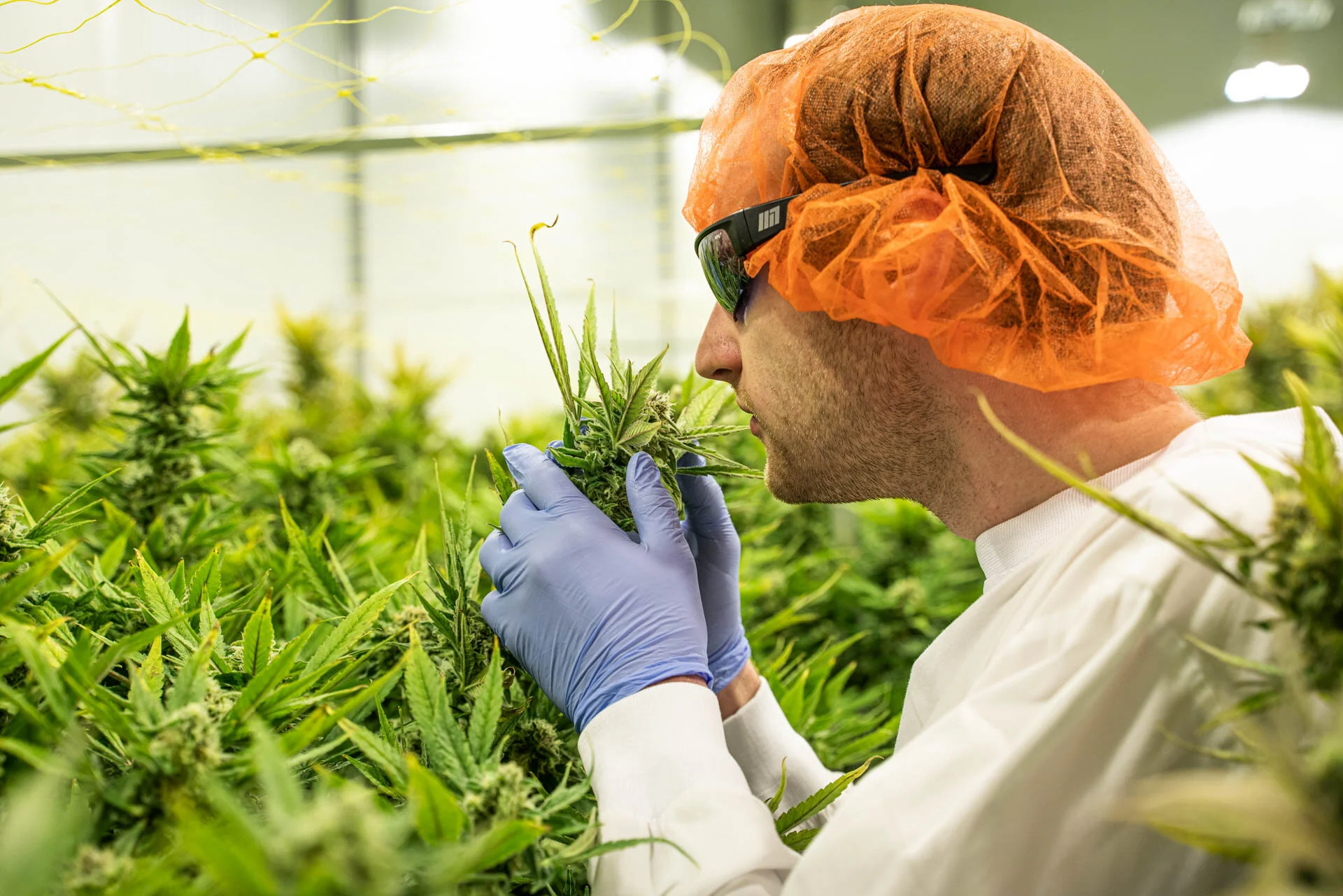 Heightened Senses: A Guide to Quality Cannabis