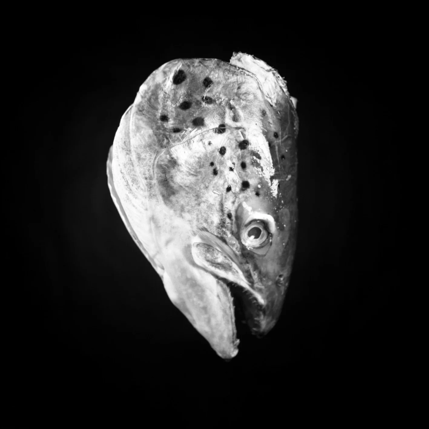 256F.jpg