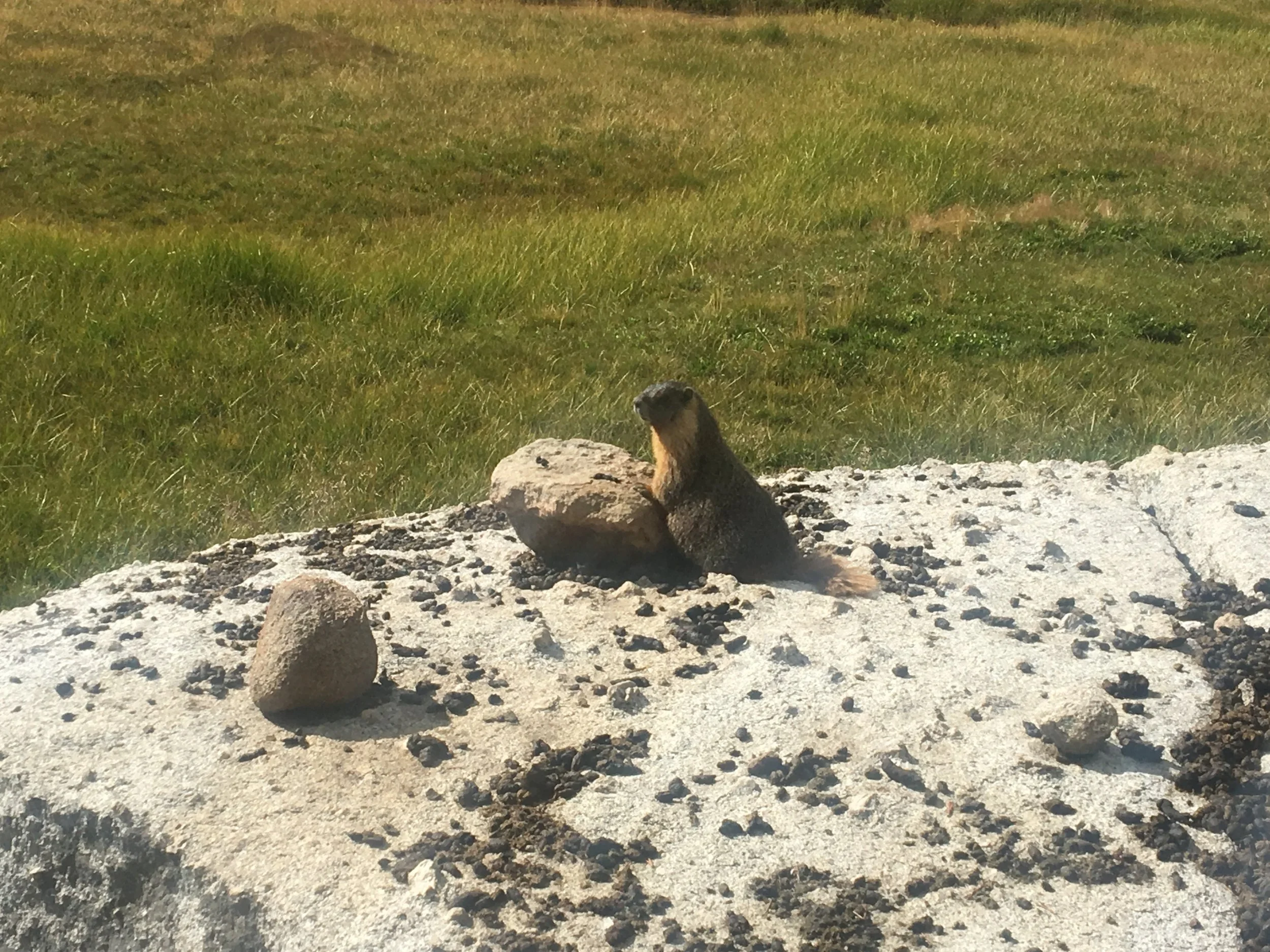 The view from our campsite and one of our marmot friends!