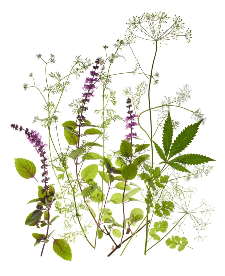 Herbs-Renee-Comet-Food-Photographer. For advertising food photography, food photography packaging, food photography online ordering, commercial food photography, food photography cookbooks, food photography libraries, food photography digital conten