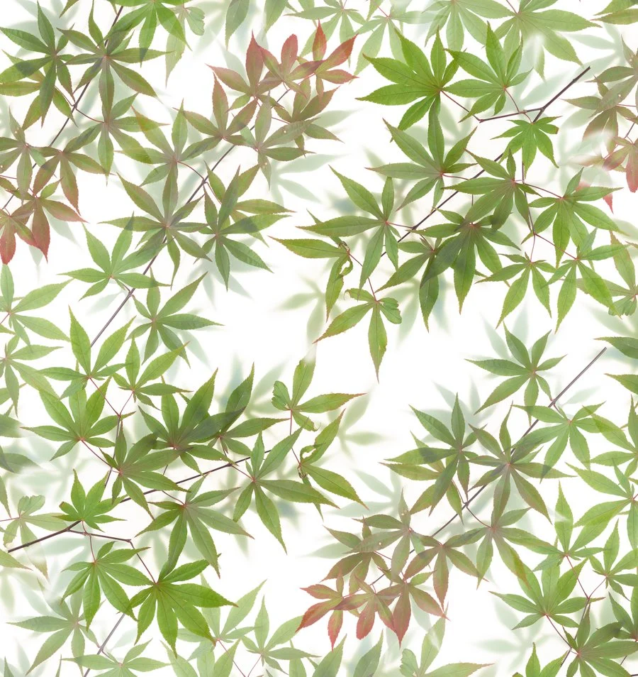 Japanese-Maple-Renee-Comet-Food-Photographer. For advertising food photography, food photography packaging, food photography online ordering, commercial food photography, food photography cookbooks, food photography libraries, food photography digit