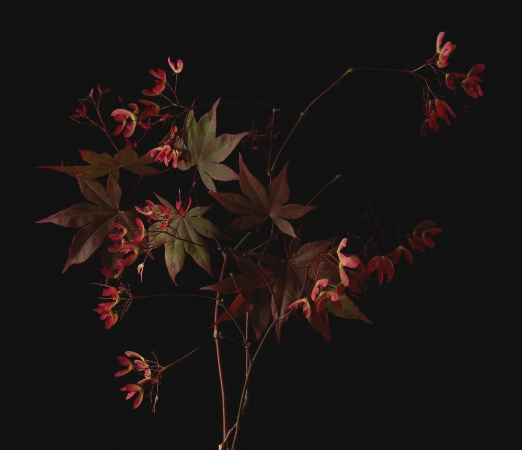 Japanese-Maple-Personal-Project-Renee-Comet-Food-Photographer. For advertising food photography, food photography packaging, food photography online ordering, commercial food photography, food photography cookbooks, food photography libraries, food