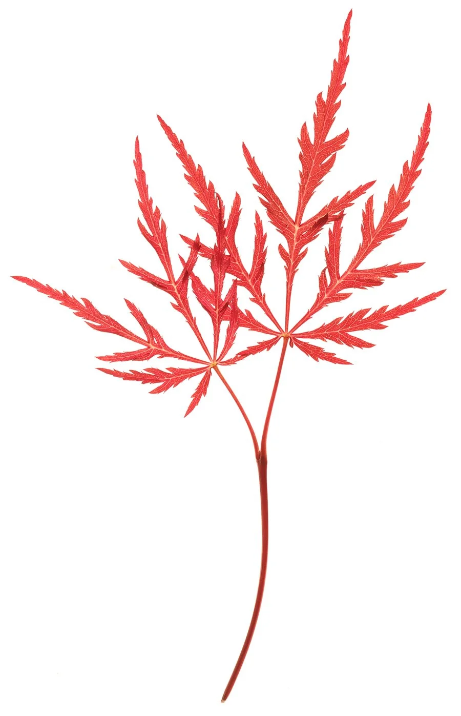 Japanese-Maple-Personal-Project-Renee-Comet-Food-Photographer. For advertising food photography, food photography packaging, food photography online ordering, commercial food photography, food photography cookbooks, food photography libraries, food