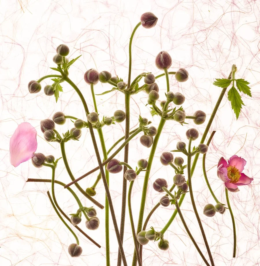 Garden-Flowers-Renee-Comet-Food-Photographer. For advertising food photography, food photography packaging, food photography online ordering, commercial food photography, food photography cookbooks, food photography libraries, food photography digit