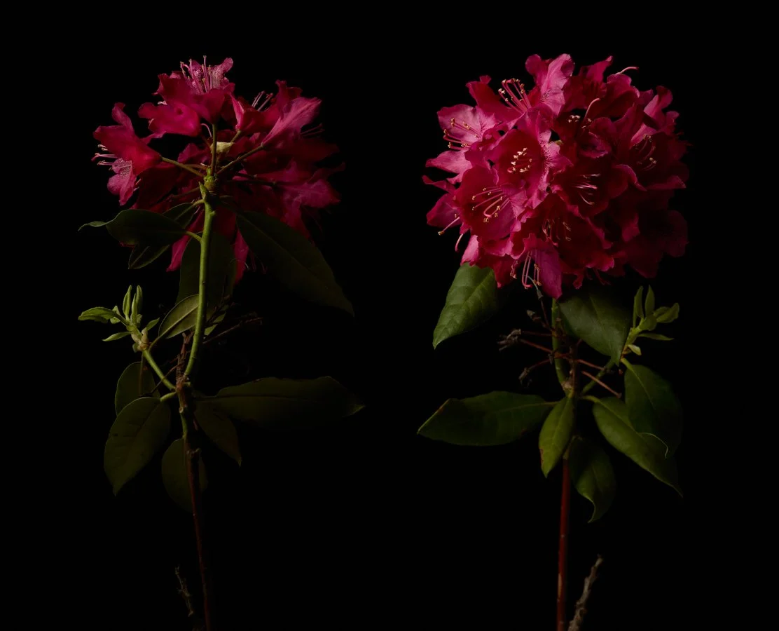 Rhoderdendron-Personal-Project-Renee-Comet-Food-Photographer. For advertising food photography, food photography packaging, food photography online ordering, commercial food photography, food photography cookbooks, food photography libraries, food p
