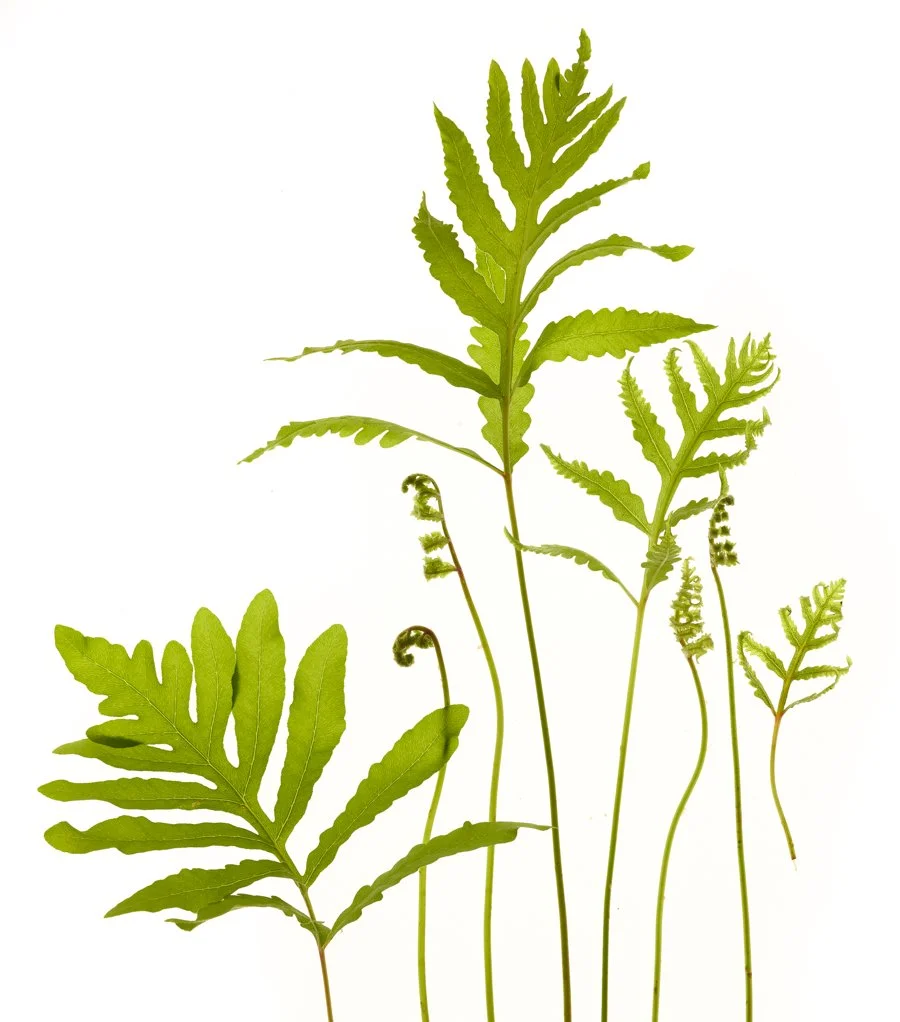 Ferns-Personal-Project-Renee-Comet-Food-Photographer. For advertising food photography, food photography packaging, food photography online ordering, commercial food photography, food photography cookbooks, food photography libraries, food photograp