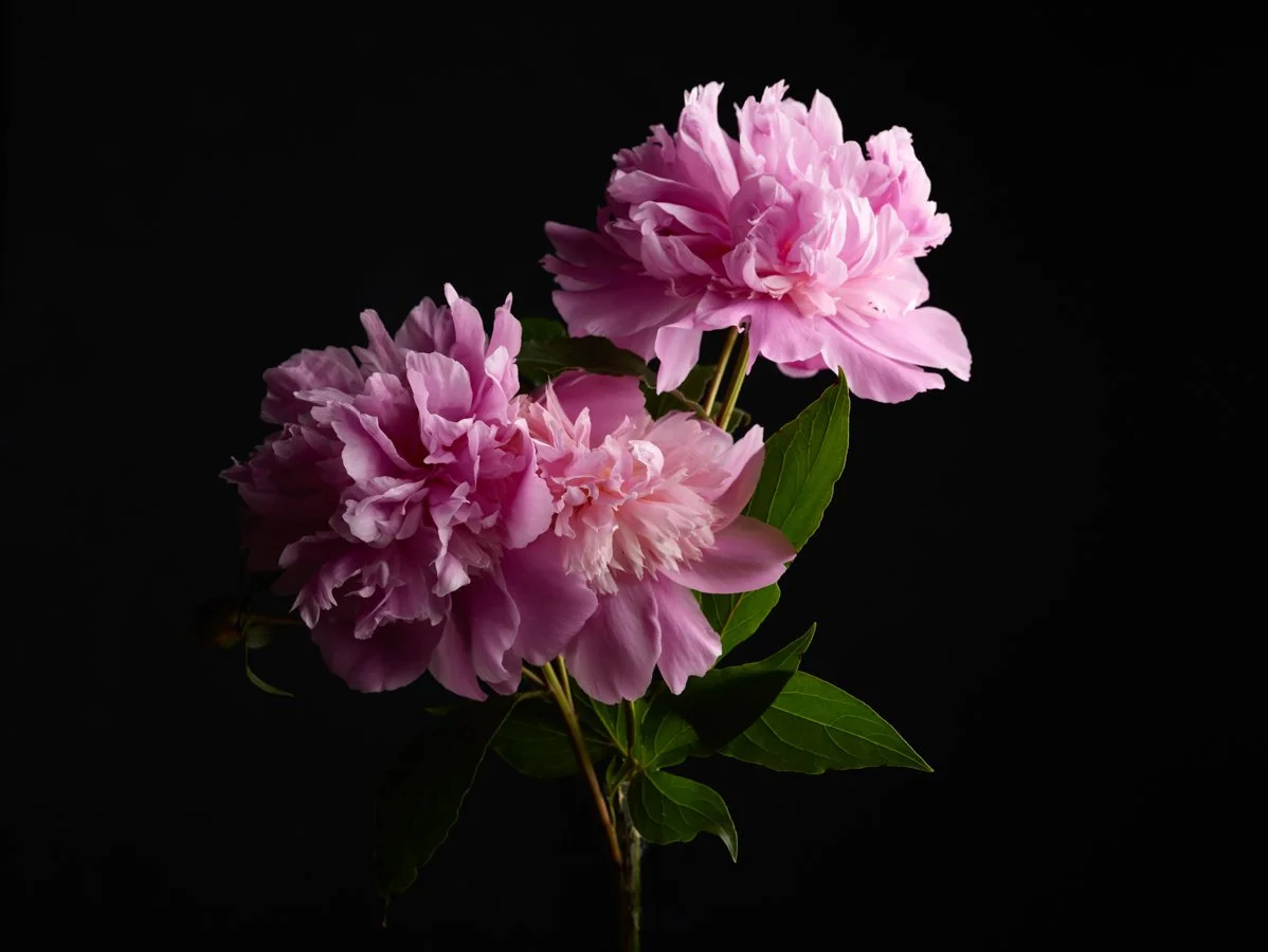 Peony-Personal-Project-Renee-Comet-Food-Photographer. For advertising food photography, food photography packaging, food photography online ordering, commercial food photography, food photography cookbooks, food photography libraries, food photograp
