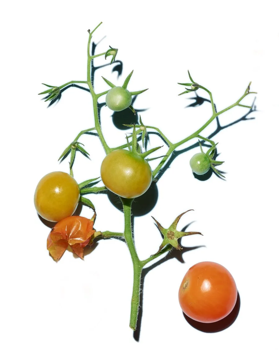 Tomatoes-Personal-Project-Renee-Comet-Food-Photographer. For advertising food photography, food photography packaging, food photography online ordering, commercial food photography, food photography cookbooks, food photography libraries, food photog