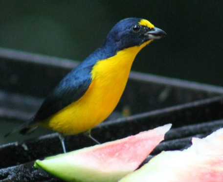 birdingbelize1.png