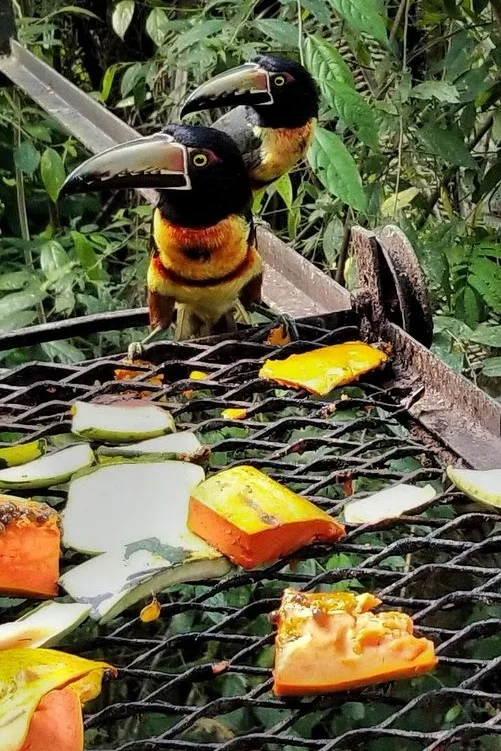 toucans-having-breakfast.jpg