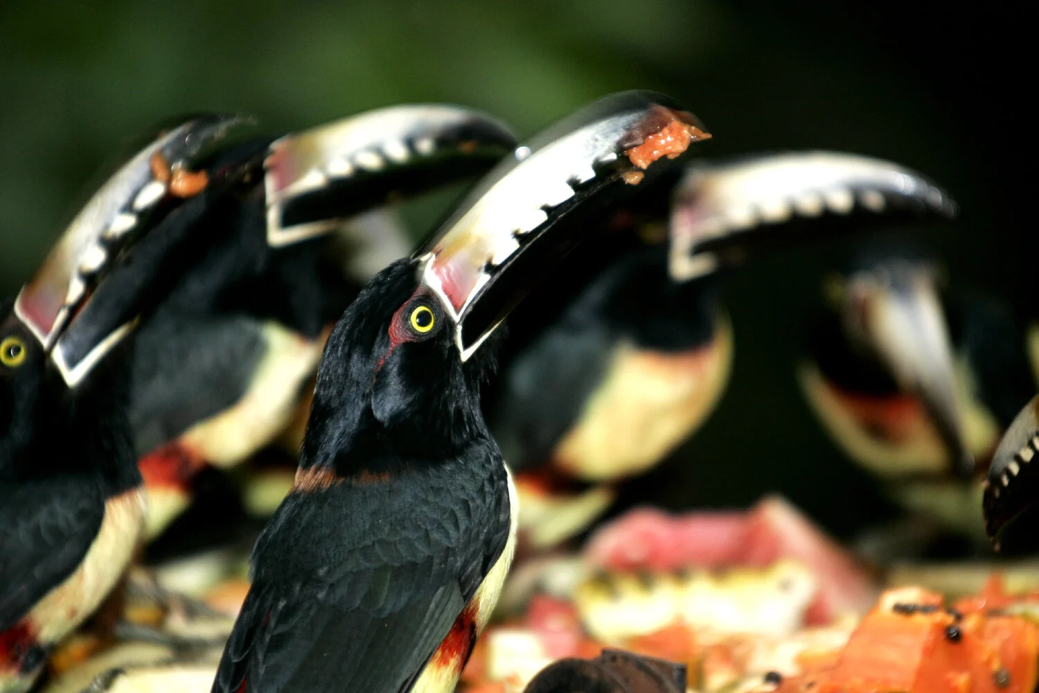 birds-at-breakfast.jpg
