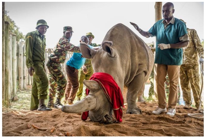 Bold Effort to Save Rhino Completes Critical Step - National Geographic