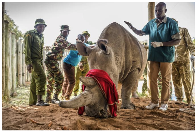 Bold effort to save rhino completes critical step
