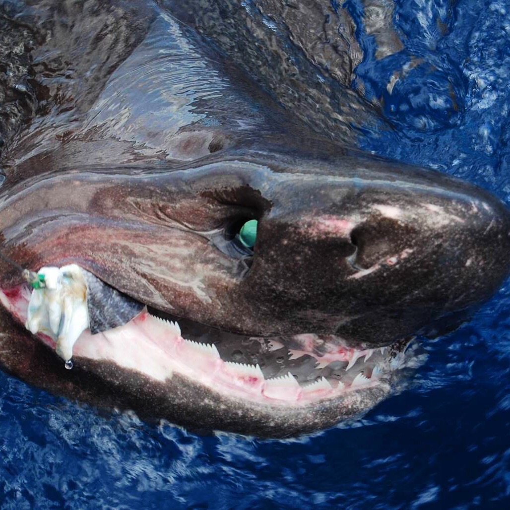Scientists tag deep-sea shark hundreds of feet underwater—a first