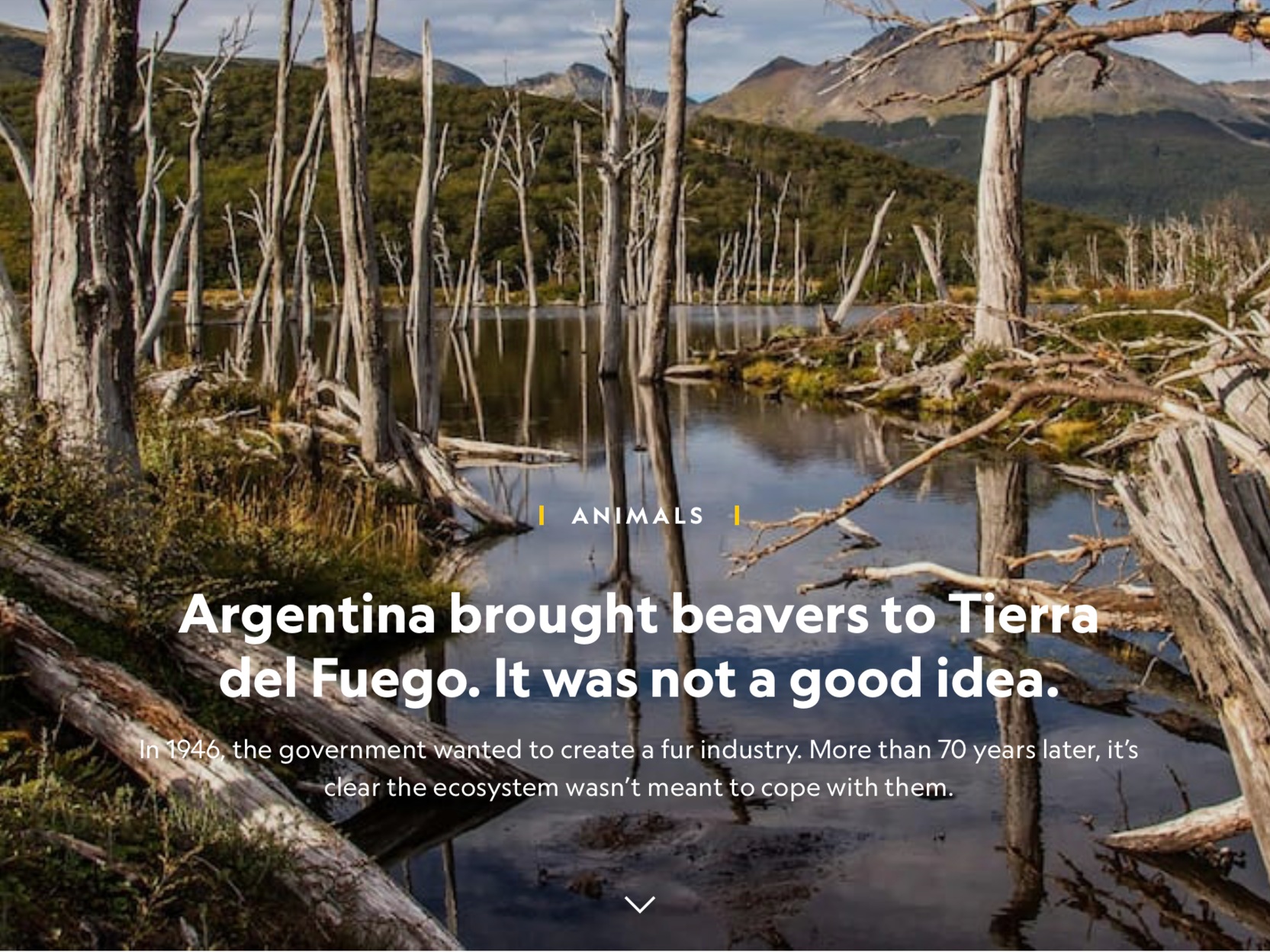 Argentina brought beavers to Argentina. It was not a good idea.