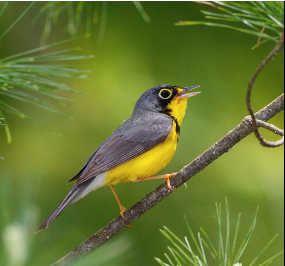Rising temperatures could make some U.S. state birds ‘stateless’