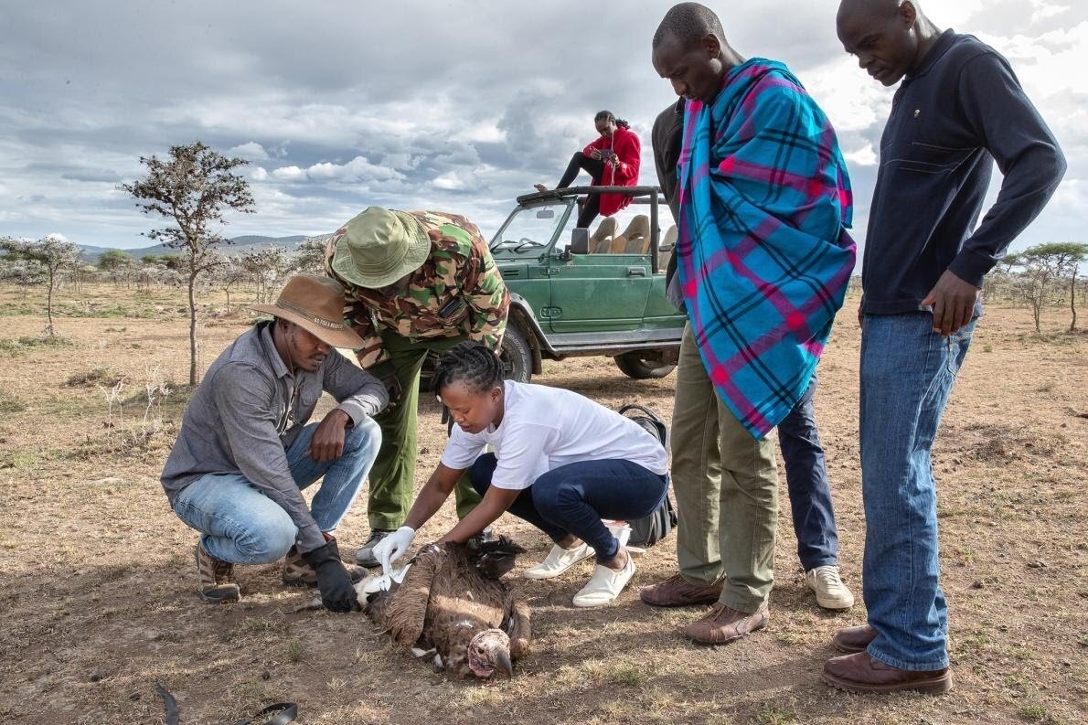 Fighting Vulture Poisoning in Kenya