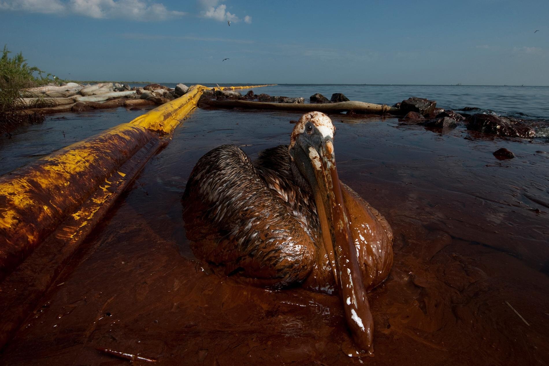 U.S. industries are no longer liable for accidental bird deaths. At what cost? - National Geographic