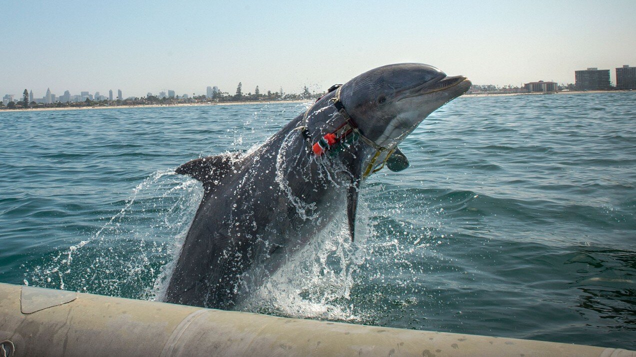 A brief history of the US Navy’s dolphins - MIT Technology Review