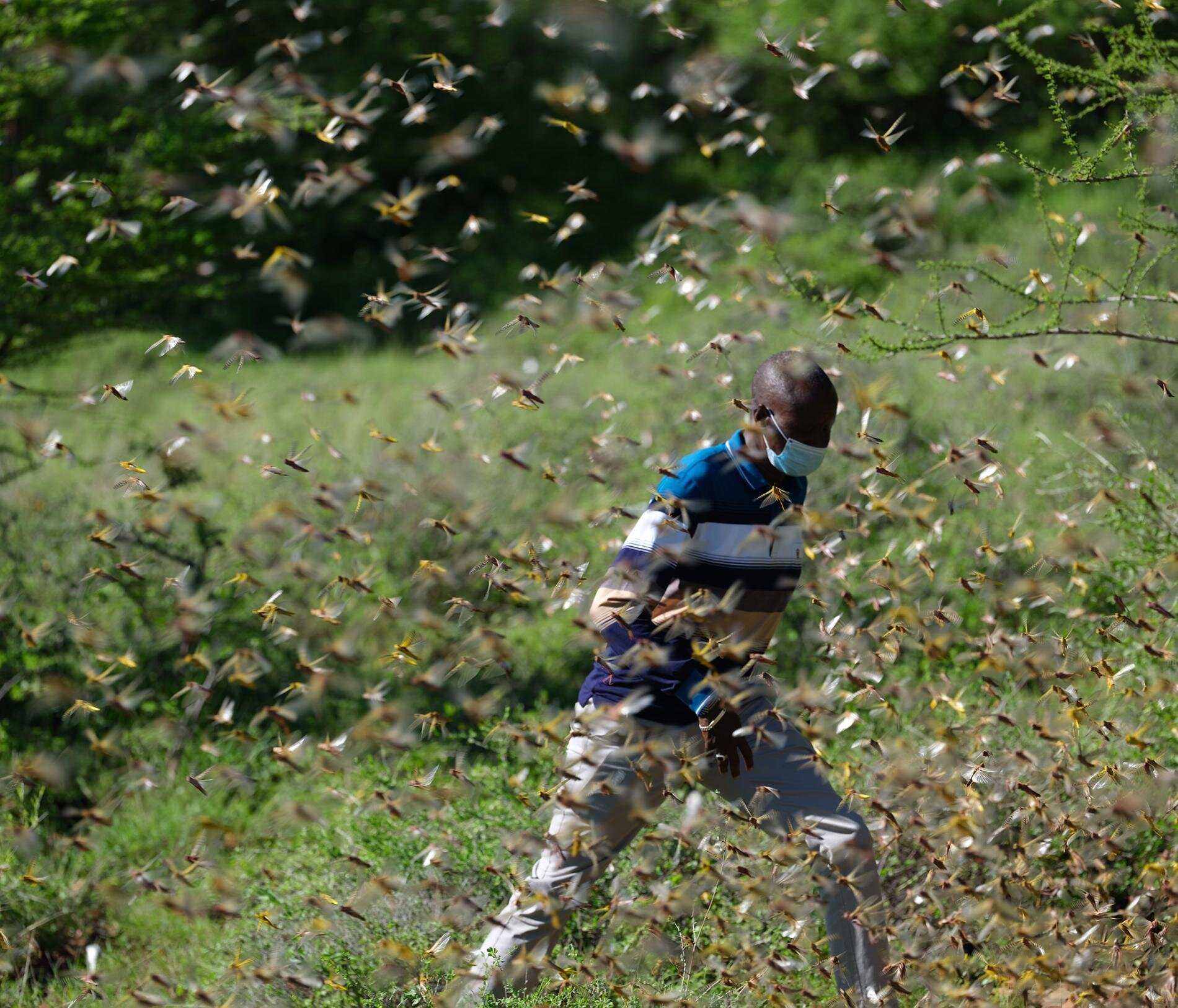 Gigantic new locust swarms hit East Africa - National Geographic