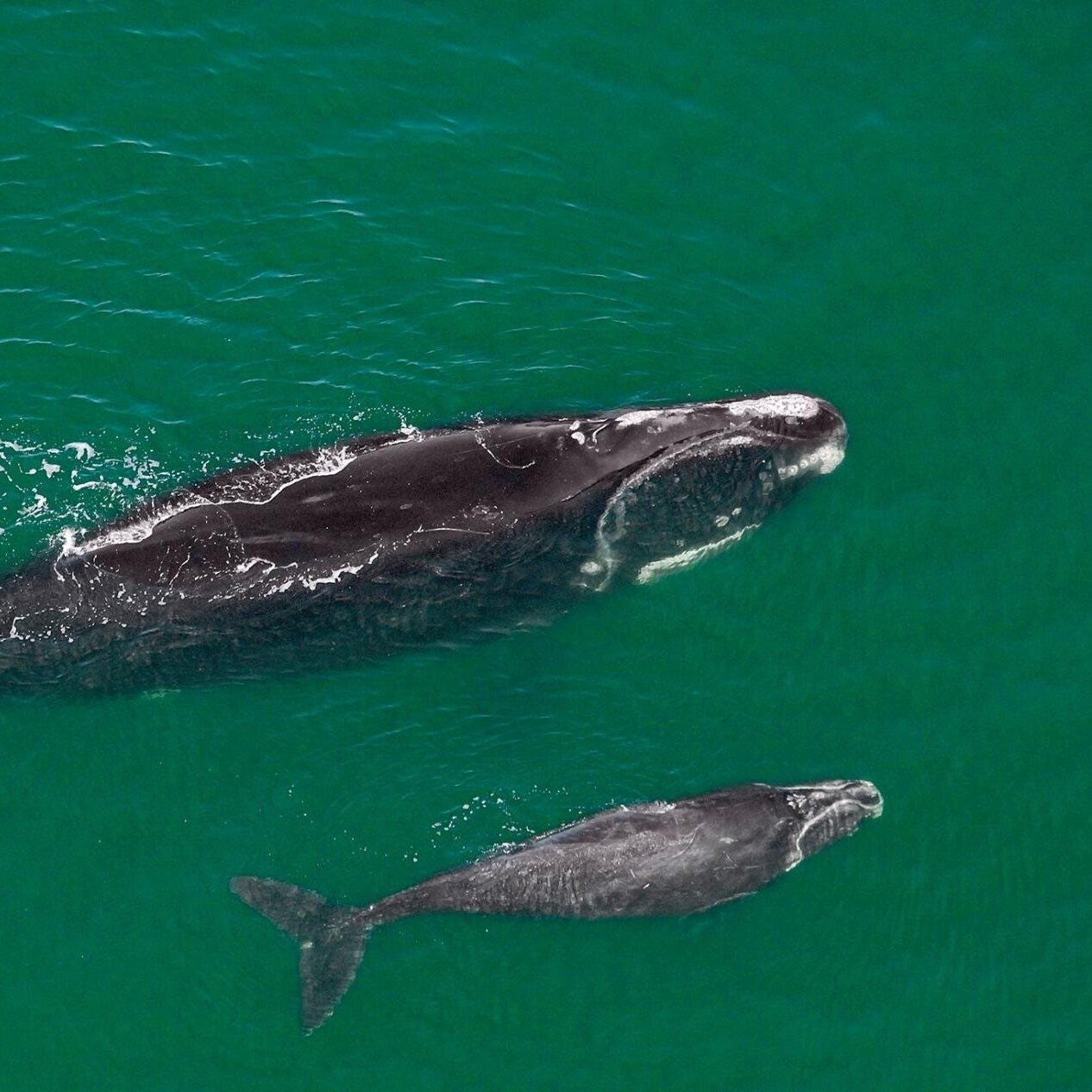 These endangered whales are disturbingly thin—why that matters