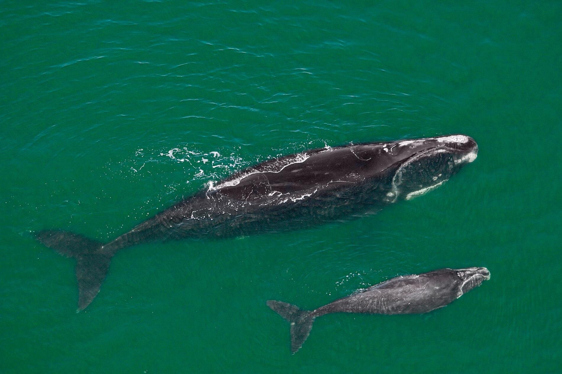 These endangered whales are disturbingly thin—why that matters - National Geographic