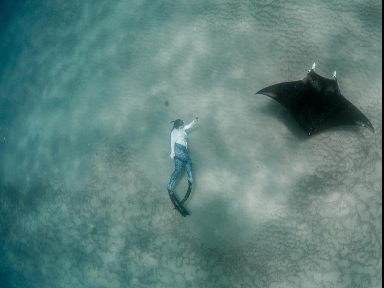 Big manta rays found 'right under our nose' off Florida beaches -National Geographic