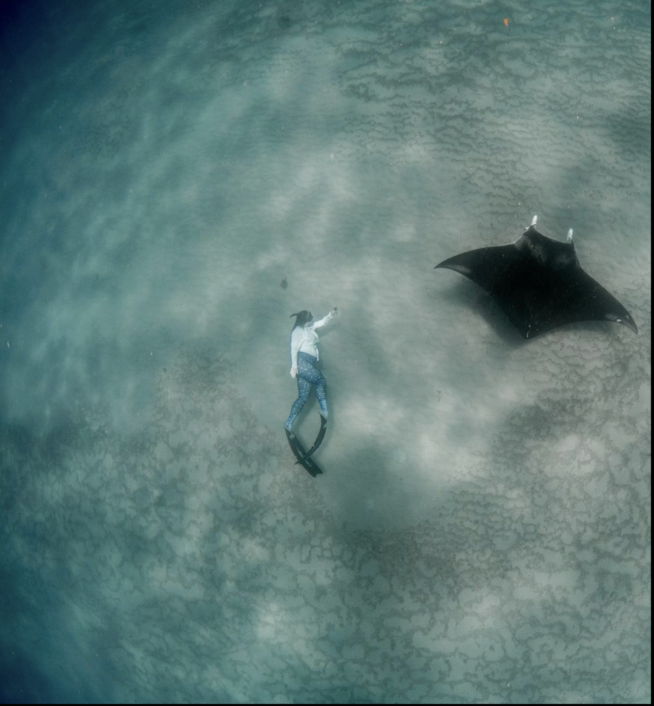 Big manta rays found 'right under our nose' off Florida beaches