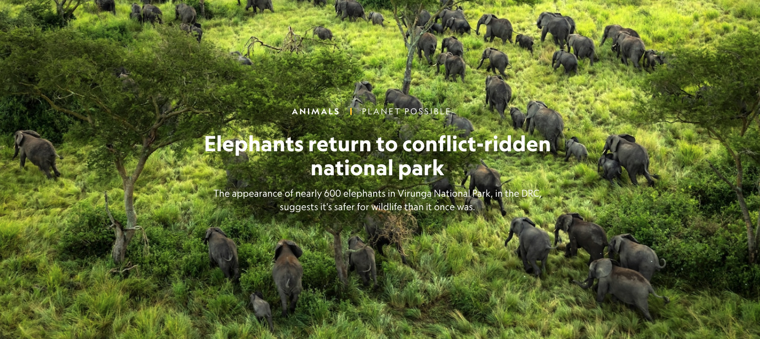 Elephants Return To Conflict-Ridden National Park