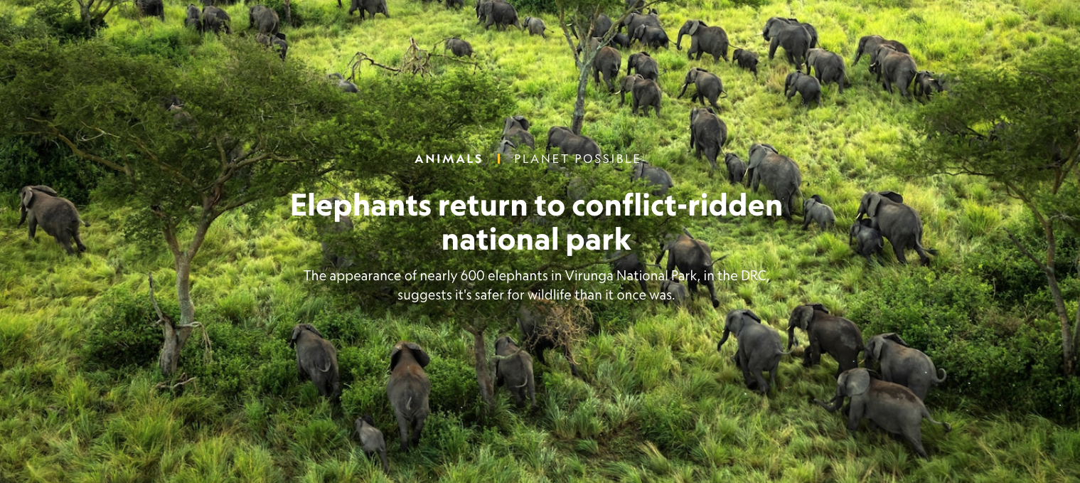 Elephants Return to Conflict-Ridden National Park