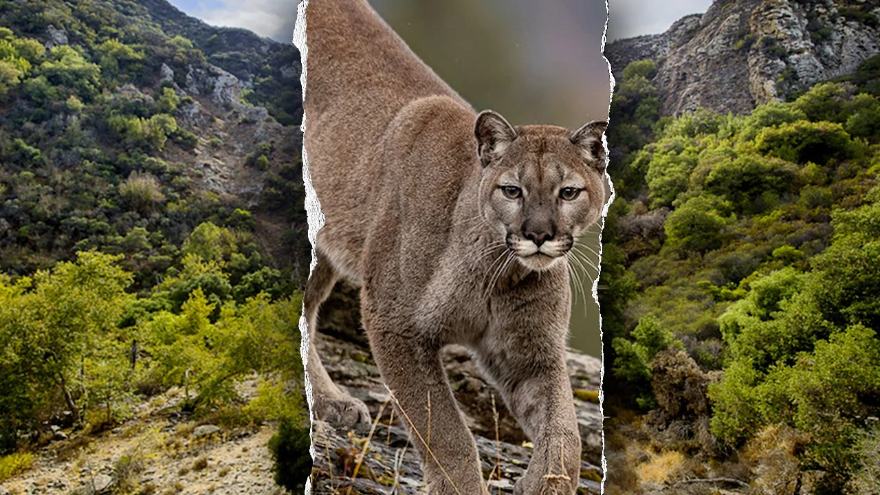 mountain-lion-attack-california.jpg