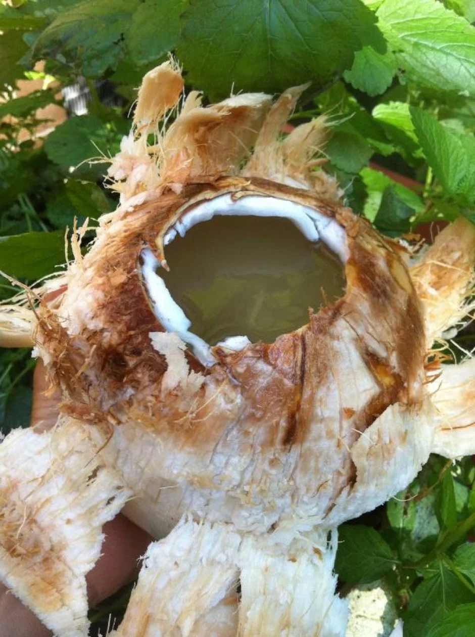 Sip Yourself Healthy with Smoothies