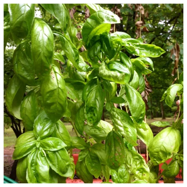 Go Green and Stay Healthy